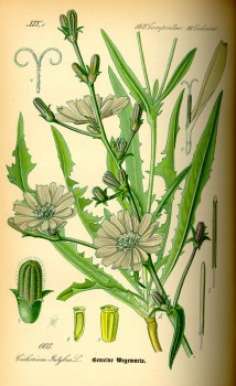 Wegwarte (Zichorie) Kraut bio